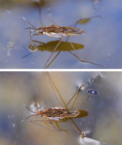 Gerris lacustris